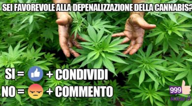 cannabis_si_no