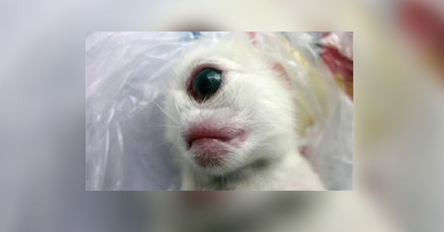 Gatto con un solo occhio nasce in Giappone
