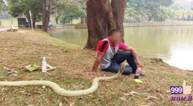 999scuse-uomo_cobra