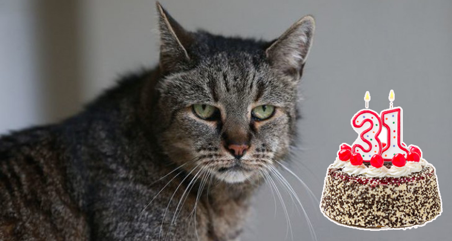 Numteng, il gatto più vecchio al mondo compie 31 anni