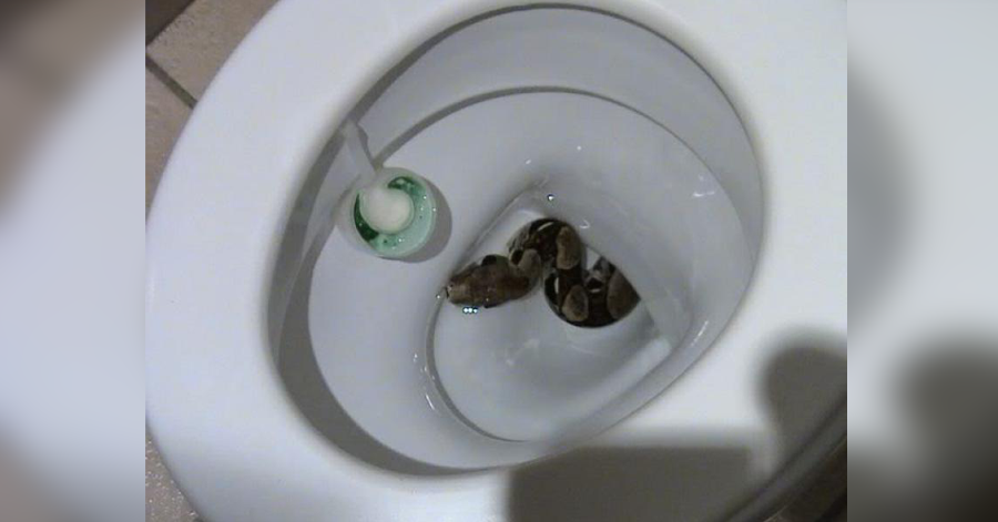 Serpente sbuca dal water, 14enne sviene