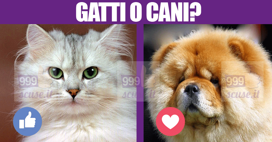 Festa nazionale del gatto oggi in tutta Italia