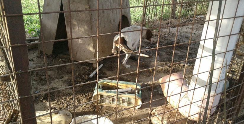 Mamma rinchiusa nella gabbia e violentata per ore